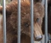 В Новосибирский зоопарк подбросили двух медвежат