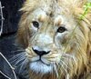 В Московский зоопарк привезли льва из Цюриха