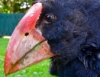Чудом выжившая новозеландская курица