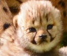 Детеныши гепарда из Мюнстера