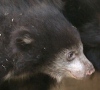 В зоопарке Иллинойса показали двух медвежат-губачей