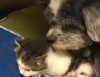 Маленькая собачка нашла и усыновила брошенного котенка