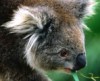 У австралийских коал появилась надежда на выживание