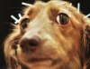 Собаки в Японии проходят иглорефлексотерапию
