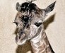В зоопарке Лос-Анджелеса мама-жираф вывела в свет детеныша