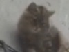В Дзержинске кота снимали со стены многоэтажки