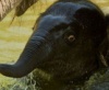 Первое весеннее купание слоненка Лили