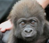 Маленькая горилла Глэдис дебютировала на публике
