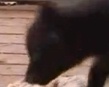 В зоопарке Самары можно поиграть с маленькими лисятами