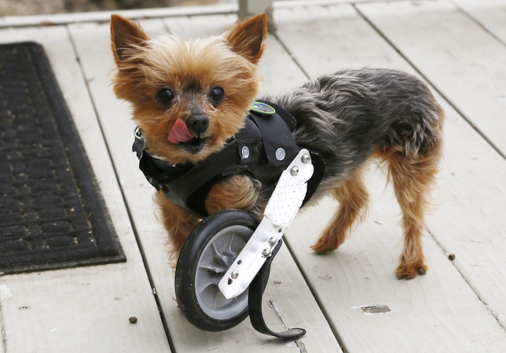 Como hacer una silla de ruedas para perros