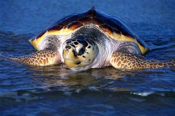 Почему морские черепахи возвращаются туда, где родились?