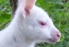 В английском зоопарке подрастает кенгуру-альбинос
