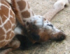 Как спит жираф?