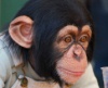 Маленькие шимпанзе и маленькие дети жестикулируют одинаково