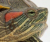 В пруду Пермского края выловили экзотическую черепаху