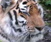 Хабаровский край получит 17 миллионов на спасение тигров