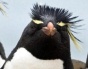 Ученые выяснили, почему пингвины не летают