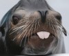 Морской лев Озборн развлекает людей в Нью-Йорке (17 фото)
