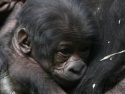 В нидерландском зоопарке горилла родила близнецов