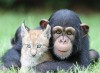 Молодой шимпанзе подружился с рысенком