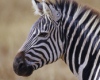 Полоски зебры с точки зрения науки