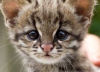 Зоопарк Сан-Паулу представил детеныша редкой кошки онциллы