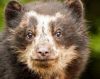 Зоопарк Антверпена показал посетителям очкового медвежонка