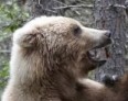 Японский фотограф заснял медвежий бокс