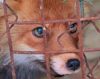 Семья из Санкт-Петербурга спасла животных от травли собаками