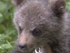 В Свердловской области спасли двух медвежат