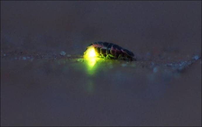 В каких странах жуков светляков используют в качестве осветительных приборов