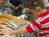 В Орегоне слепые дети смогли погладить тигрицу