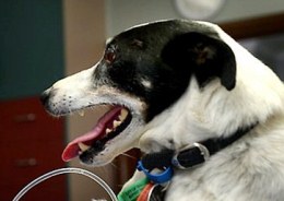 Спасая пса, австралиец сделал ему искусственное дыхание