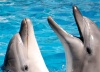 Дельфины узнают друзей даже после 20 лет разлуки
