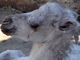 В зоопарке Одессы родился белый верблюжонок