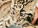 Дымчатый леопард Тян из зоопарка Вашингтона