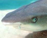 Ветеринары впервые сделали кесарево сечение... акуле