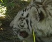 В Бердянск привезли белых тигров