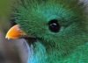 Квезаль — священная птица ацтеков