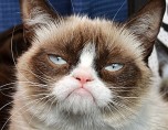 Сердитая кошка Grumpy Cat презентовала новую книгу о себе