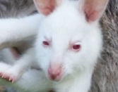 На эстонской ферме родился белый кенгуренок