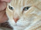 Австралийке вернули кота, пропавшего при наводнении