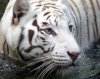 В честь Дня Тигра: 5 разрушенных тиграми мифов про кошек