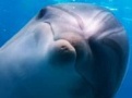 В Индии дельфинов признали личностями