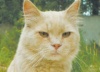 Спасенный кот стал смотрителем экомузея Тольятти