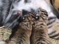 В Australia Zoo впервые родились суматранские тигрята