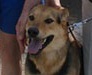 Потерявшаяся собака пришла домой из Иркутска в Улан-Удэ