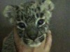 Минприроды опубликовало фото детенышей леопарда из Сочи
