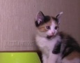 Брошенная кошка спасла своих котят в чужой квартире