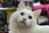 В Москве состоялась крупнейшая кошачья выставка 